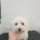 애견미용실 이미지