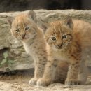 나는펫이다 이미지