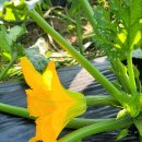 웃말농장 이미지