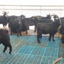 초방리농장 이미지