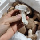 성주가든 | 가야산 성주마고가든 프리미엄 오르틴버섯 후기｜고여사버섯의 깊은 풍미와 건강한 맛