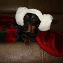 명품애견 이미지