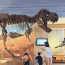 (주)아프리카박물관 | 서대문자연사박물관 아이와 후기 | 7살 아이랑 다녀온 솔직 후기 (입장료·관람순서·주차 총정리)
