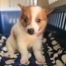 향기나는 강아지 이미지