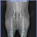 스마트 정형외과 신경외과 동물병원 이미지