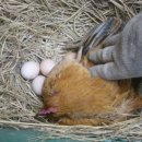 선배농장 이미지