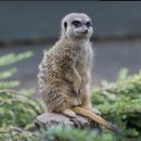 리틀애견 이미지