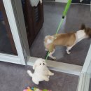 별이와개똥이 이미지