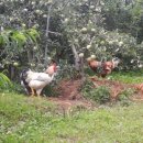 하늘농장 이미지