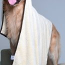 벤지애견 이미지