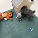 굿댕스쿨 이미지