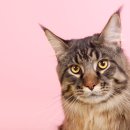 츄츄 동물병원 이미지