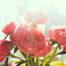 백제약국 이미지