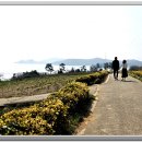 선도수선화 이미지