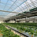 월롱농장 | 서울 근교 딸기체험 경기도 파주 여행 아기랑 월롱딸기농장 방문 후기