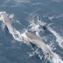 돌고래회관 이미지