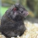 몬스타주 이미지