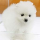 도그블랑 이미지