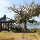 보호수광장 이미지