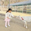 수농장 | 포천 우리농장 동물 먹이주기 체험 5살 아이랑 주말 가볼만한곳 방문 후기
