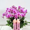 천호대로 213길 | 강동동양란 고급스럽게 준비한 세일란원 방문 후기