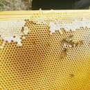 무심양봉 축산신문