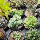 코코농장 이미지