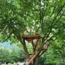 상관 공기마을 편백숲 이미지