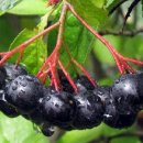 아로니아 이미지