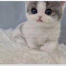 수원고양이분양 드림캣 안심분양센터 | 드림캣 안심분양센터, 수원에서 당신의 고양이 친구를 만나는 곳이에요!