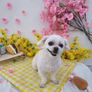 야옹아 멍멍해봐(조례호수점) 이미지