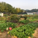 옥길농장 이미지