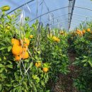 내리농장 이미지