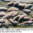 만만한 게 홍어x ㅋㅋㅋㅋ 다음 글 중에서 찾아보세요. 이미지