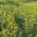 지석천 | [일상] 광주 근교 꽃구경 나주 남평 지석천 유채꽃