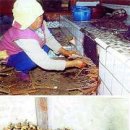 온들에 Daum카페