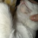 광명 24 아이디동물의료센터 | [고양이 턱드름, 치아흡수성병변] 광명24아이디동물의료센터 치료기