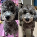 달고나 펫살롱 이미지