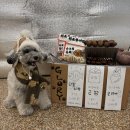 글로리 애견 유치원 이미지