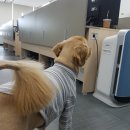 댕댕이라이프 이미지