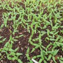 소향농장 이미지