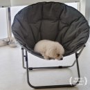 몽개몽개 | 가두지않는 대전애견호텔 몽개몽개