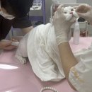 고양이미용호텔 우아캣 | [무냥무냥 원대점] 대구 고양이미용 재방문 솔직후기｜미용부터 목욕과정까지