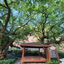 본촌생태어린이공원 | 광주광역시 보호수 본촌동 왕버들과 본촌 생태어린이공원