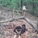 아롱이다롱이 이미지