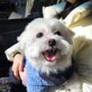 멍멍부띠끄 이미지