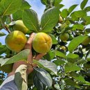 주하농장 이미지