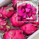 홍용의 | 청정제주에서 온 보물 제주과일나라 제주 용과 홍용과 달콤한 레드용과 맛보기