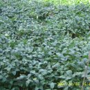 다락골농장 이미지