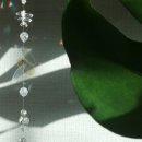 꽃그리다